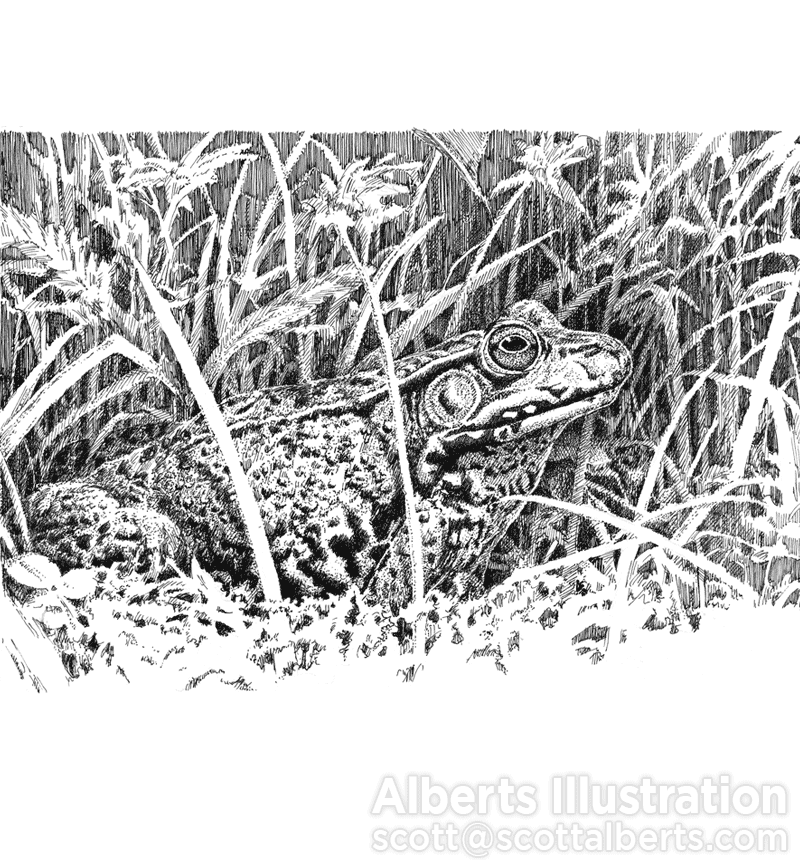 Pen and Ink - Frog in pen and ink